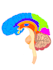 create scientific illustrations and medical diagrams