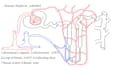 create scientific illustrations and medical diagrams