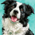 create a cartoon pet portrait from photo