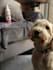 create ugc pet videos