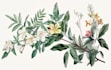 illustrate best botanical illustration