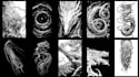 design a bold custom tattoo artwork