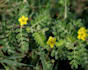 write an article on any herb or natural medicine