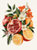 illustrate best botanical illustration