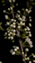 make 3d plant animation, 3d flower animation, 3d flower model, flower animation