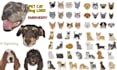 do expert dog cat and pet embroidery digitizing within an hour