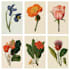 do a botanical illustration