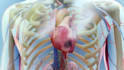 create 3d pharmaceutical mechanism of action moa animation