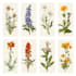 paint watercolour botanical illustrations