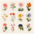 do a botanical illustration