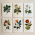 do a botanical illustration