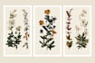 create botanical line art illustration and hand drawn