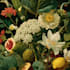 illustrate best botanical illustration