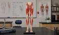 create 3d anatomy animation human anatomy animation 3d anatomical models