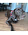 film ugc pet content featuring my dogs
