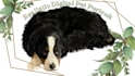 provide digital pet portraits