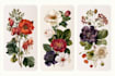 draw vector botanical illustrations of plants