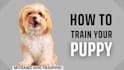provide professional dog training and obedience training