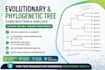 construct an evolutionary relationship tree using phylogenetics