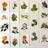 create beautiful botanical illustrations of flowers