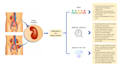 create scientific illustrations, and graphical abstracts
