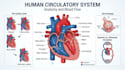 draw a professional anatomical medical drawing