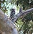 professionally capture dynamic animal and nature shots