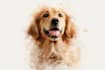 digital watercolor pet portrait art