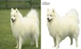 remove background from image or transparent or erase quickly