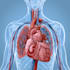 draw anatomy and medical vector illustration