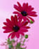 provide professional customer support and virtual assistance