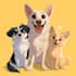 pet portrait into cute disney style