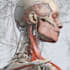 design custom medical vector artwork