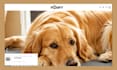 build a shopify pet store and website