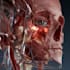 draw anatomy and medical vector illustration