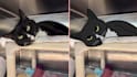 draw your pet as a silly cartoon