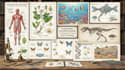 do medical and scientific illustrations