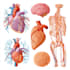 draw professional anatomy vector illustrations