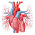 create custom medical diagram illustrations