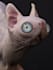 provide high resolution image of sculpt