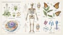 do scientific illustrations diagram and figures