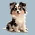 pet portrait into cute disney style