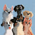 pet portrait into cute disney style