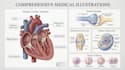 create anatomy, medical, and scientific illustrations
