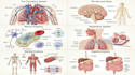 create scientific illustrations and medical figures