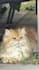 create cute and engaging ugc videos with my cat