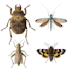 do realistic insect illustrations