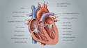 draw medical or scientific illustration