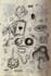 draw custom animal characters and