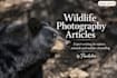 write professional wildlife photography articles